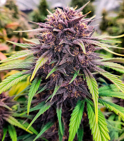 Lemon Cherry
