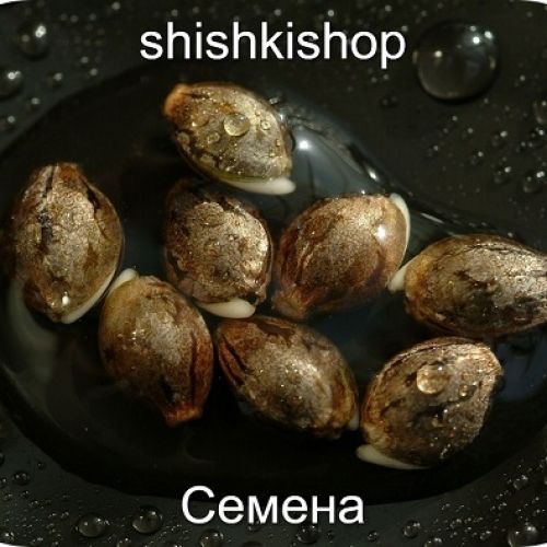 Семена