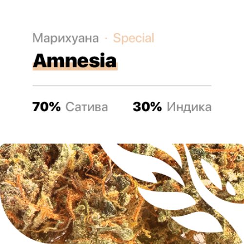 Amnesia