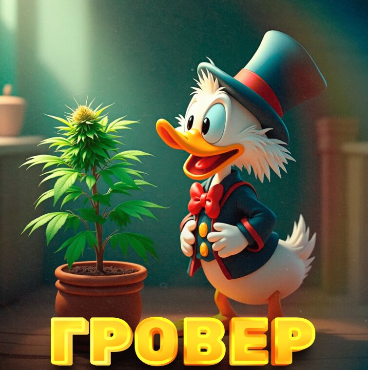🪴 Гровер 🪴